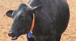 ResizedImage306166-SIblog-ChitaleDairy-3-cow2 ResizedImage306166-SIblog-ChitaleDairy-3-cow2