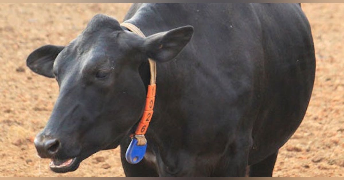 Industrial Internet Technology: Connected Cows in the Cloud | Smart ...