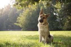 ResizedImage300200-dog-shot ResizedImage300200-dog-shot